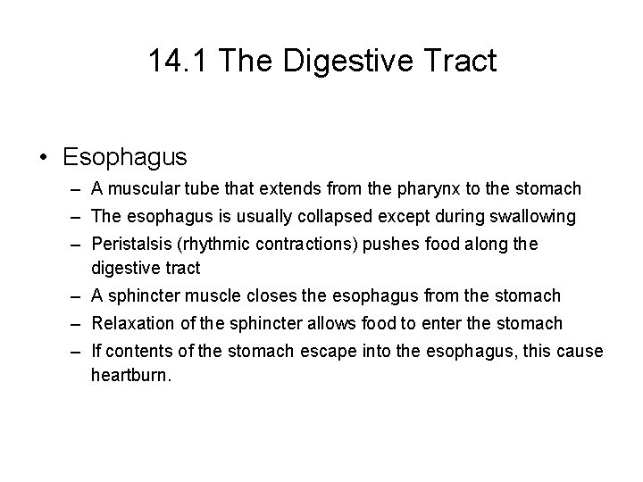 14. 1 The Digestive Tract • Esophagus – A muscular tube that extends from