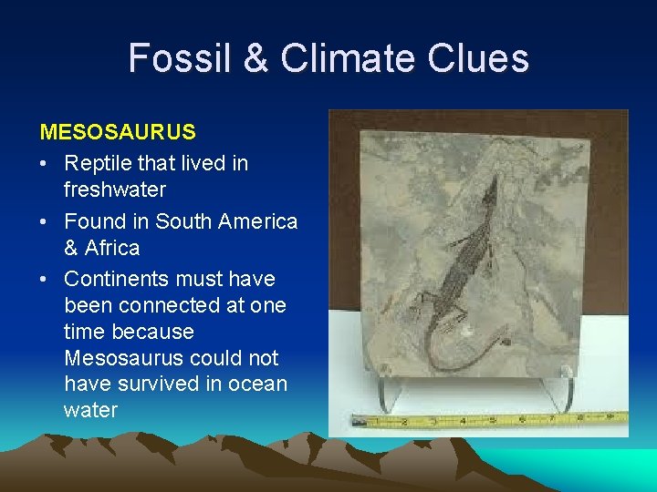 Fossil & Climate Clues MESOSAURUS • Reptile that lived in freshwater • Found in Fossil & Climate Clues MESOSAURUS • Reptile that lived in freshwater • Found in