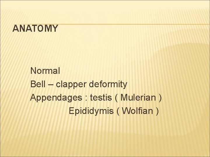 ANATOMY Normal Bell – clapper deformity Appendages : testis ( Mulerian ) Epididymis (