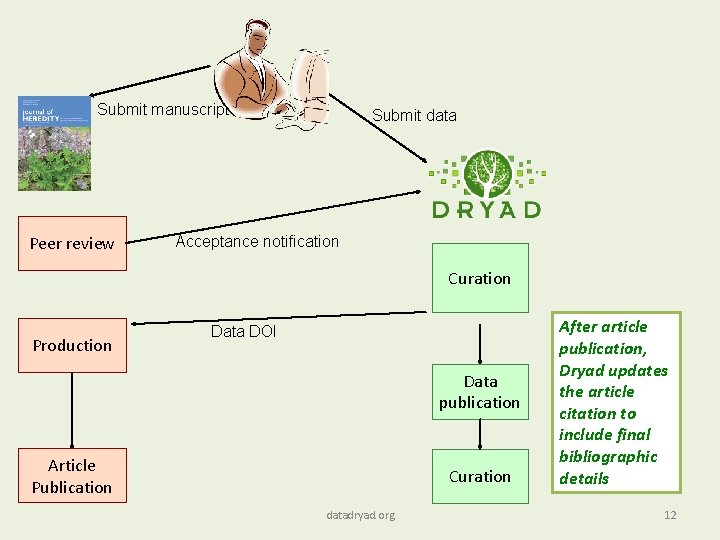 Submit manuscript Peer review Submit data Acceptance notification Curation Production Data DOI Data publication