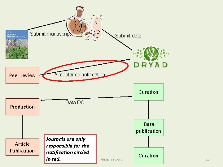 Submit manuscript Peer review Submit data Acceptance notification Curation Production Data DOI Data publication