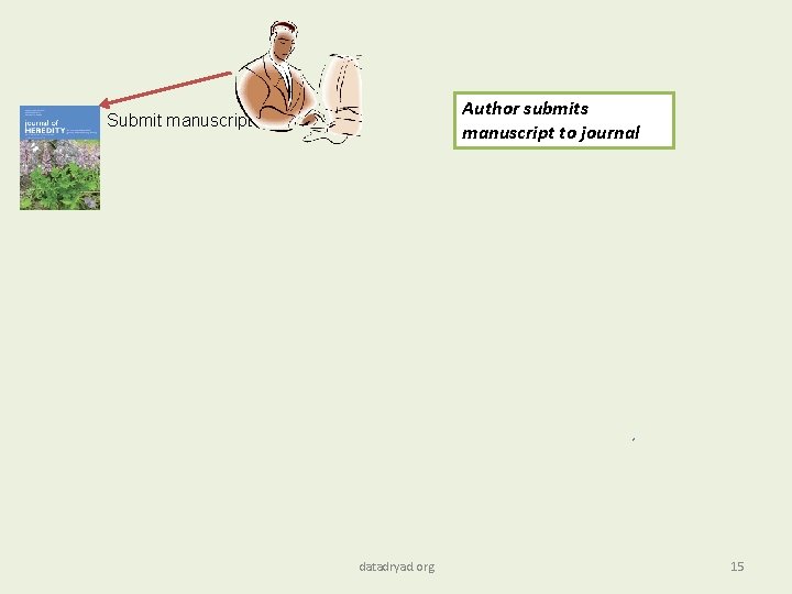 Author submits manuscript to journal Submit manuscript datadryad. org 15 