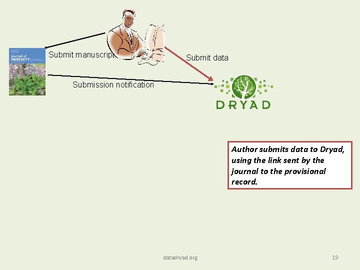 Submit manuscript Submit data Submission notification Author submits data to Dryad, using the link