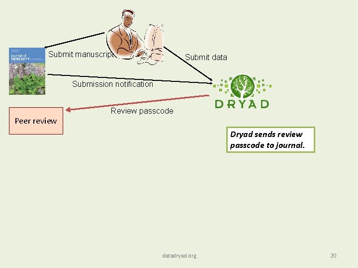  Submit manuscript Submit data Submission notification Peer review Review passcode Dryad sends review