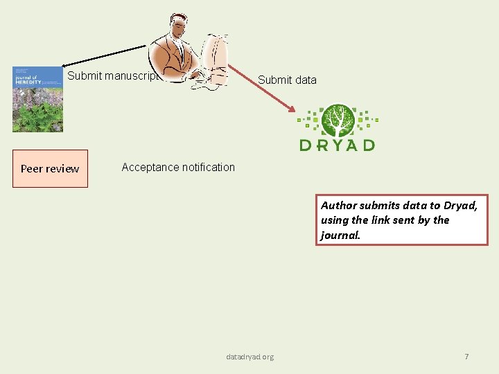 Submit manuscript Peer review Submit data Acceptance notification Author submits data to Dryad, using