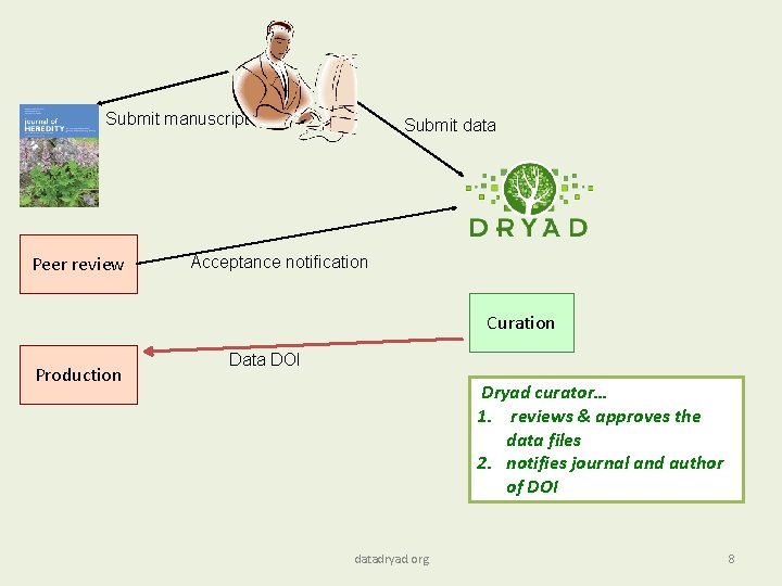 Submit manuscript Peer review Submit data Acceptance notification Curation Production Data DOI Dryad curator…