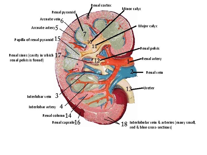 Renal cortex Renal pyramid Minor calyx Arcuate vein Arcuate artery Major calyx Papilla of