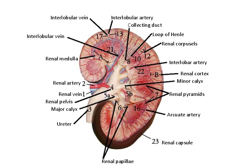 Interlobular vein Interlobular artery Collecting duct Loop of Henle Interlobular vein Renal corpusels Renal