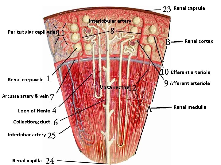Renal capsule Interlobular artery Peritubular capillaries Renal cortex Efferent arteriole Renal corpuscle Vasa rectae
