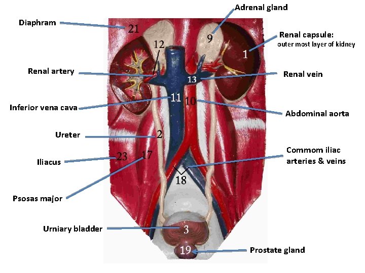 Adrenal gland Diaphram Renal capsule: outer most layer of kidney Renal artery Inferior vena