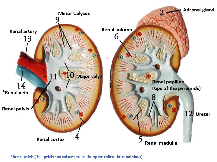 Adrenal gland Minor Calyces Renal artery Renal column Major calyx *Renal vein Renal papillae