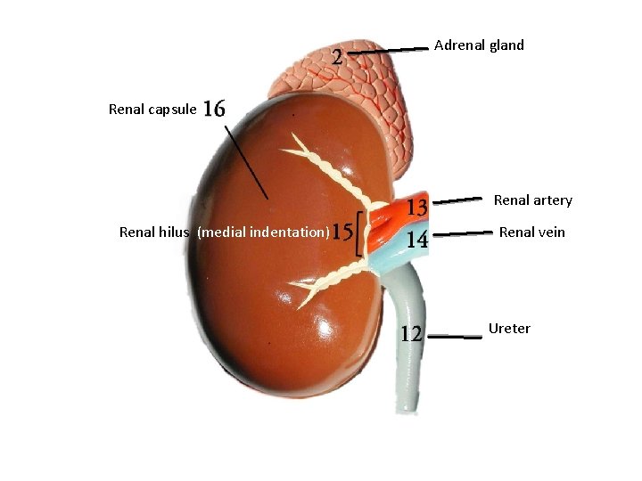 Adrenal gland Renal capsule Renal artery Renal hilus (medial indentation) Renal vein Ureter 