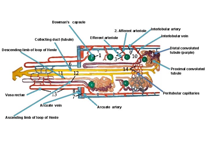 Bowman’s capsule 2. Afferent arteriole Collecting duct (tubule) Efferent arteriole Interlobular artery Interlobular vein