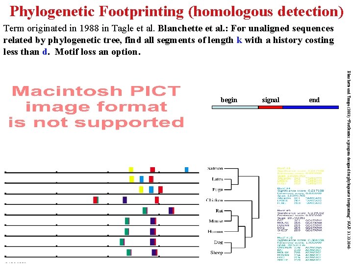 Phylogenetic Footprinting (homologous detection) Term originated in 1988 in Tagle et al. Blanchette et