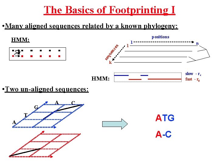The Basics of Footprinting I • Many aligned sequences related by a known phylogeny: