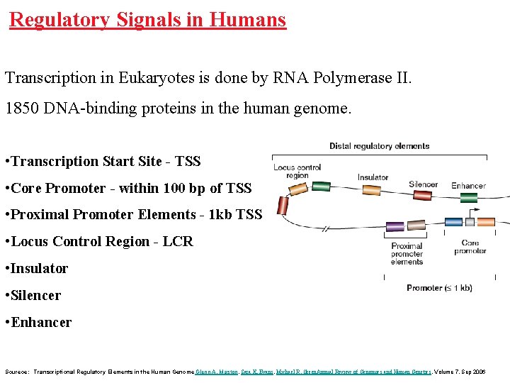 Regulatory Signals in Humans Transcription in Eukaryotes is done by RNA Polymerase II. 1850