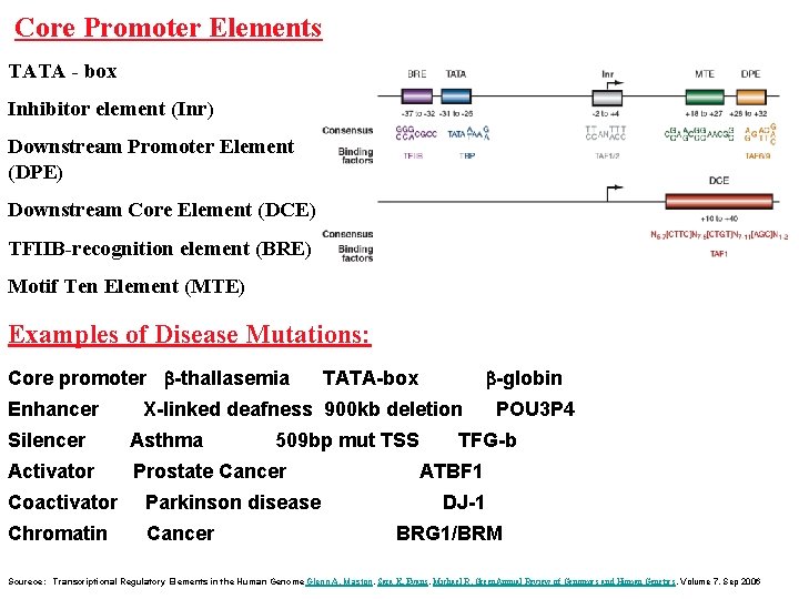 Core Promoter Elements TATA - box Inhibitor element (Inr) Downstream Promoter Element (DPE) Downstream