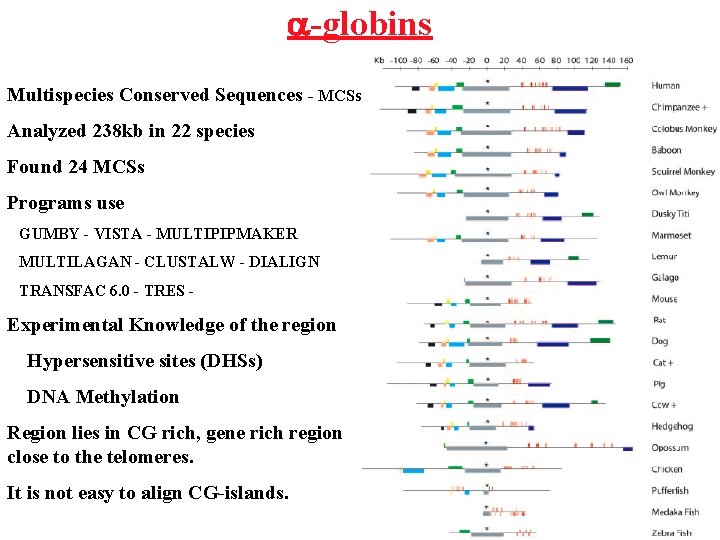 a-globins Multispecies Conserved Sequences - MCSs Analyzed 238 kb in 22 species Found 24