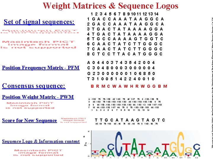 Weight Matrices & Sequence Logos Set of signal sequences: Position Frequency Matrix - PFM