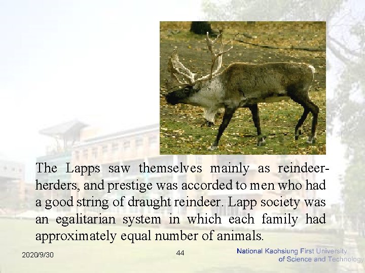 The Lapps saw themselves mainly as reindeerherders, and prestige was accorded to men who
