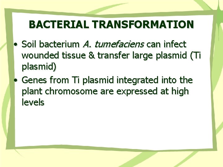 BACTERIAL TRANSFORMATION • Soil bacterium A. tumefaciens can infect wounded tissue & transfer large