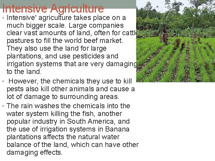 Intensive Agriculture • Intensive' agriculture takes place on a much bigger scale. Large companies