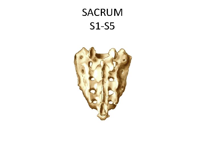 SACRUM S 1 -S 5 
