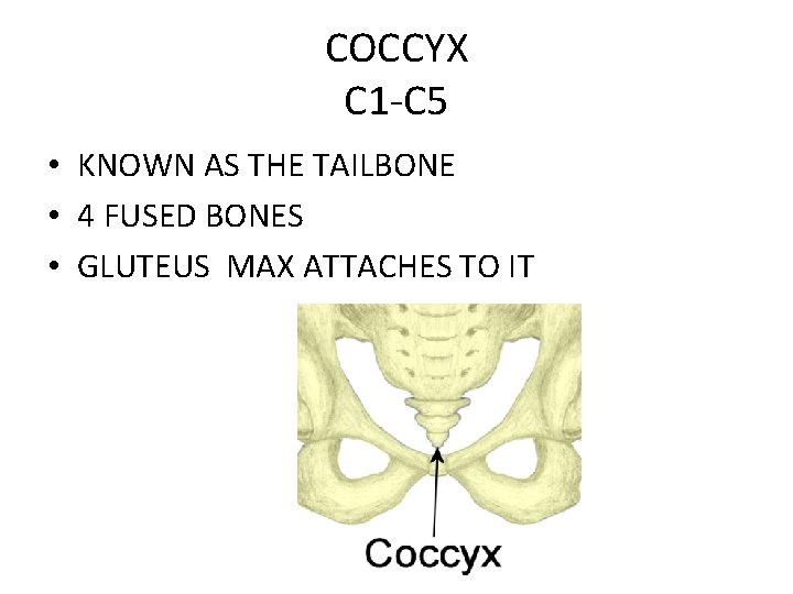 COCCYX C 1 -C 5 • KNOWN AS THE TAILBONE • 4 FUSED BONES