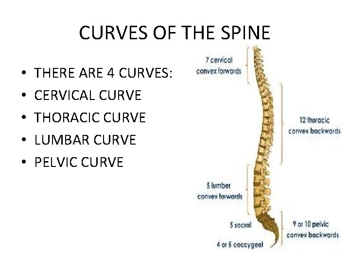 CURVES OF THE SPINE • • • THERE ARE 4 CURVES: CERVICAL CURVE THORACIC