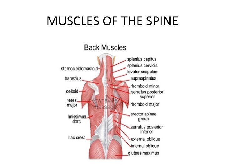 MUSCLES OF THE SPINE 