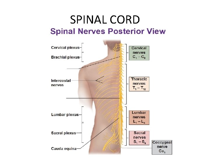 SPINAL CORD 