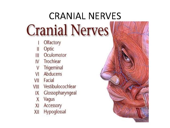 CRANIAL NERVES 