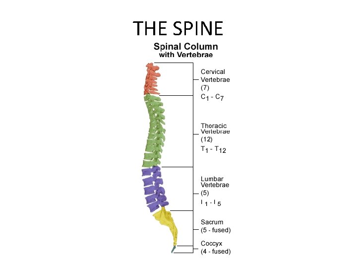 THE SPINE 
