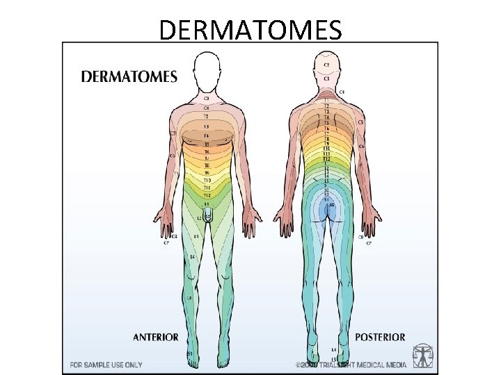 DERMATOMES 