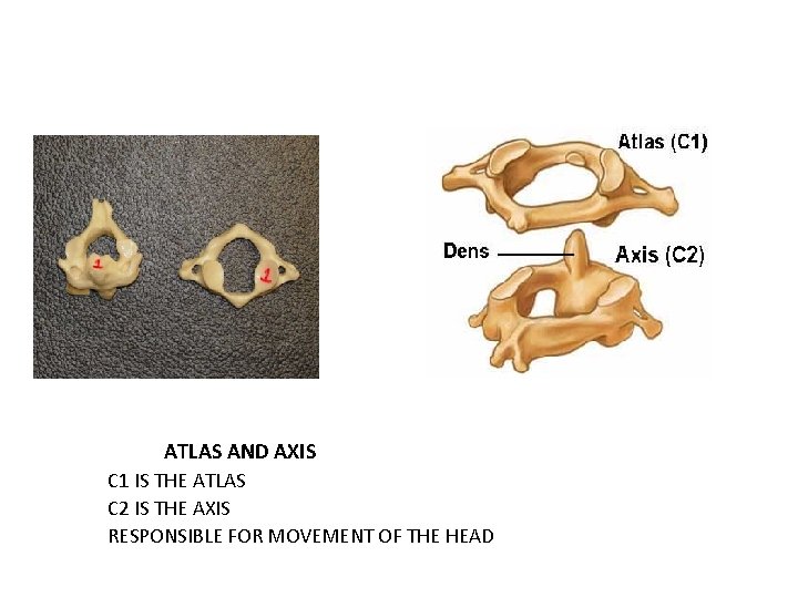 ATLAS AND AXIS C 1 IS THE ATLAS C 2 IS THE AXIS RESPONSIBLE