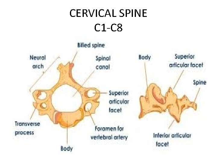 CERVICAL SPINE C 1 -C 8 