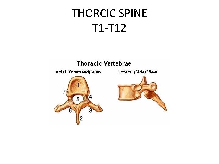 THORCIC SPINE T 1 -T 12 