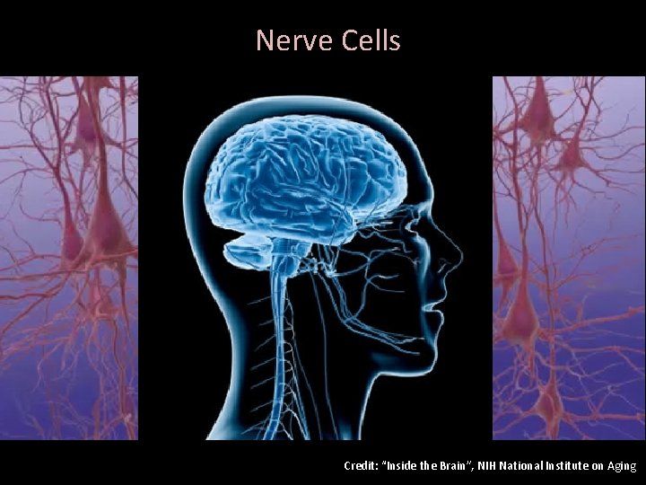 Nerve Cells Credit: “Inside the Brain”, NIH National Institute on Aging 