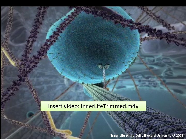 Insert video: Inner. Life. Trimmed. m 4 v “Inner Life of the Cell”, Harvard