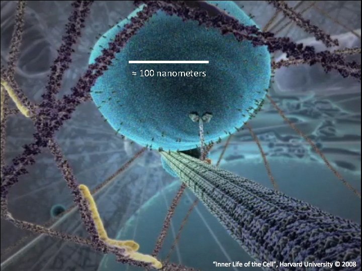  ≈ 100 nanometers “Inner Life of the Cell”, Harvard University © 2008 