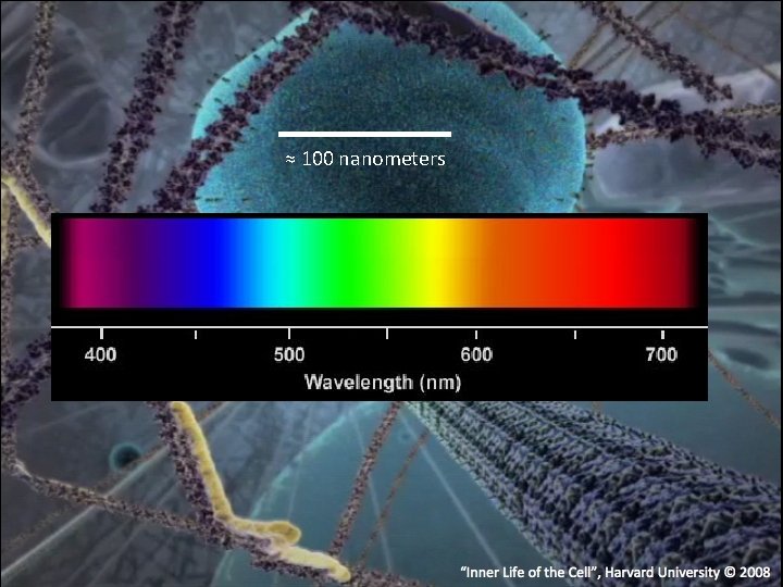  ≈ 100 nanometers “Inner Life of the Cell”, Harvard University © 2008 