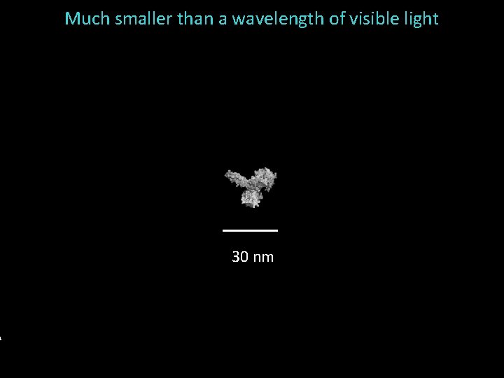 Much smaller than a wavelength of visible light 30 nm 