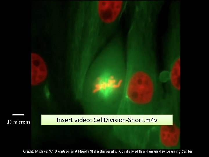 10 microns Insert video: Cell. Division-Short. m 4 v Credit: Michael W. Davidson and