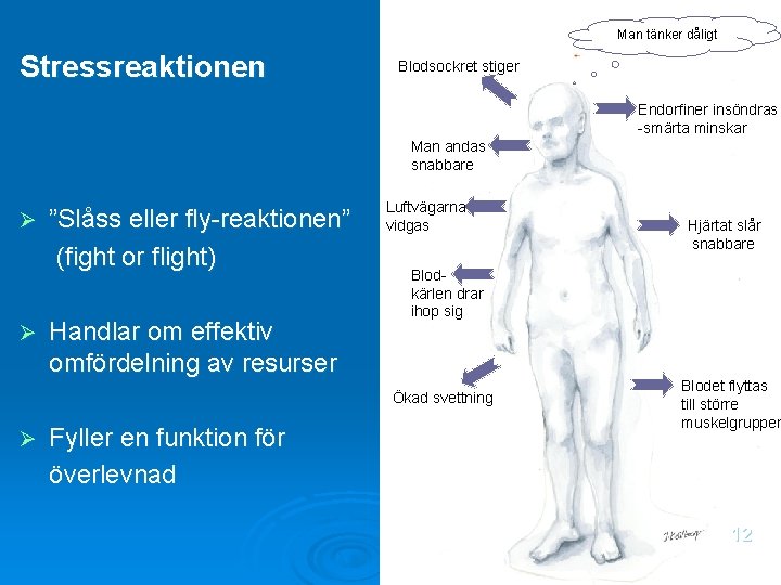 Man tänker dåligt Stressreaktionen Blodsockret stiger Endorfiner insöndras -smärta minskar Man andas snabbare Ø