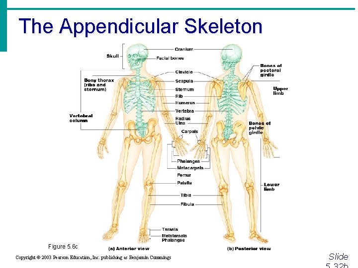 The Appendicular Skeleton Figure 5. 6 c Copyright © 2003 Pearson Education, Inc. publishing