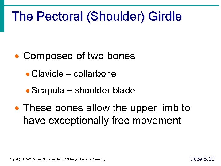 The Pectoral (Shoulder) Girdle · Composed of two bones · Clavicle – collarbone ·