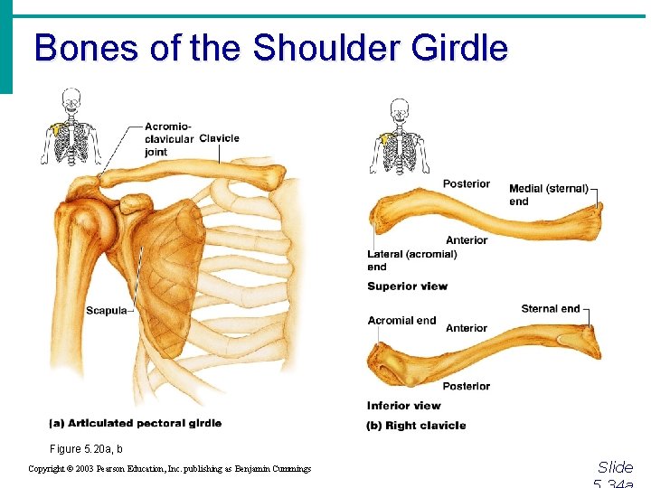 Bones of the Shoulder Girdle Figure 5. 20 a, b Copyright © 2003 Pearson