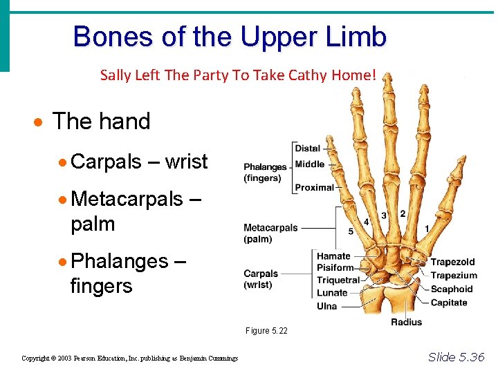 Bones of the Upper Limb Sally Left The Party To Take Cathy Home! ·