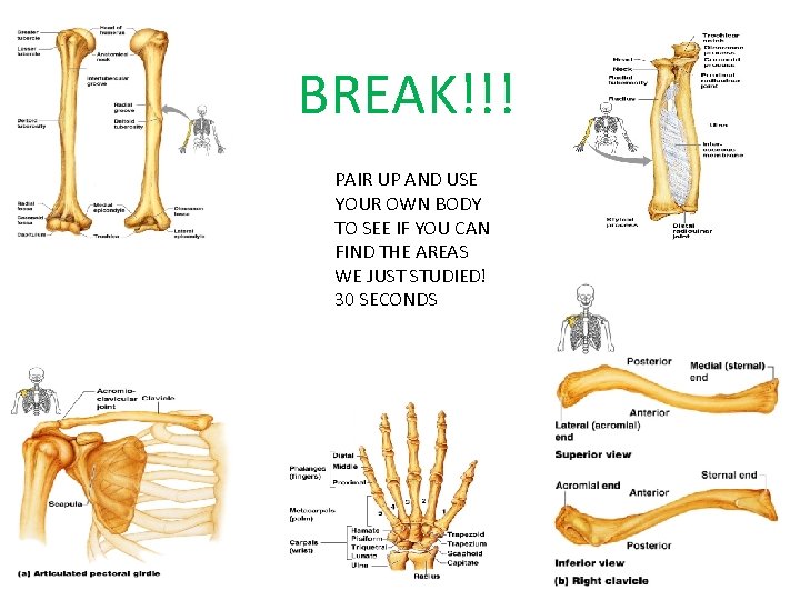 BREAK!!! PAIR UP AND USE YOUR OWN BODY TO SEE IF YOU CAN FIND