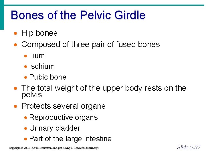 Bones of the Pelvic Girdle · Hip bones · Composed of three pair of